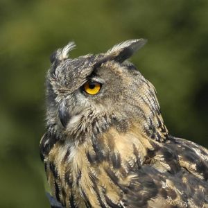 Nachtvogel Nachtvogel